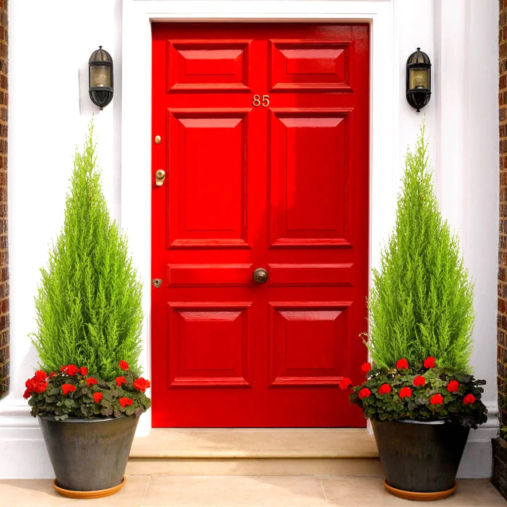 Cupressus Plant Conifer Wilma Goldcrest Lemon Scented Evergreen 10.5cm Pots — alternate product view 3