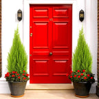 Cupressus Plant Conifer Wilma Goldcrest Lemon Scented Evergreen 10.5cm Pots — alternate product view 3