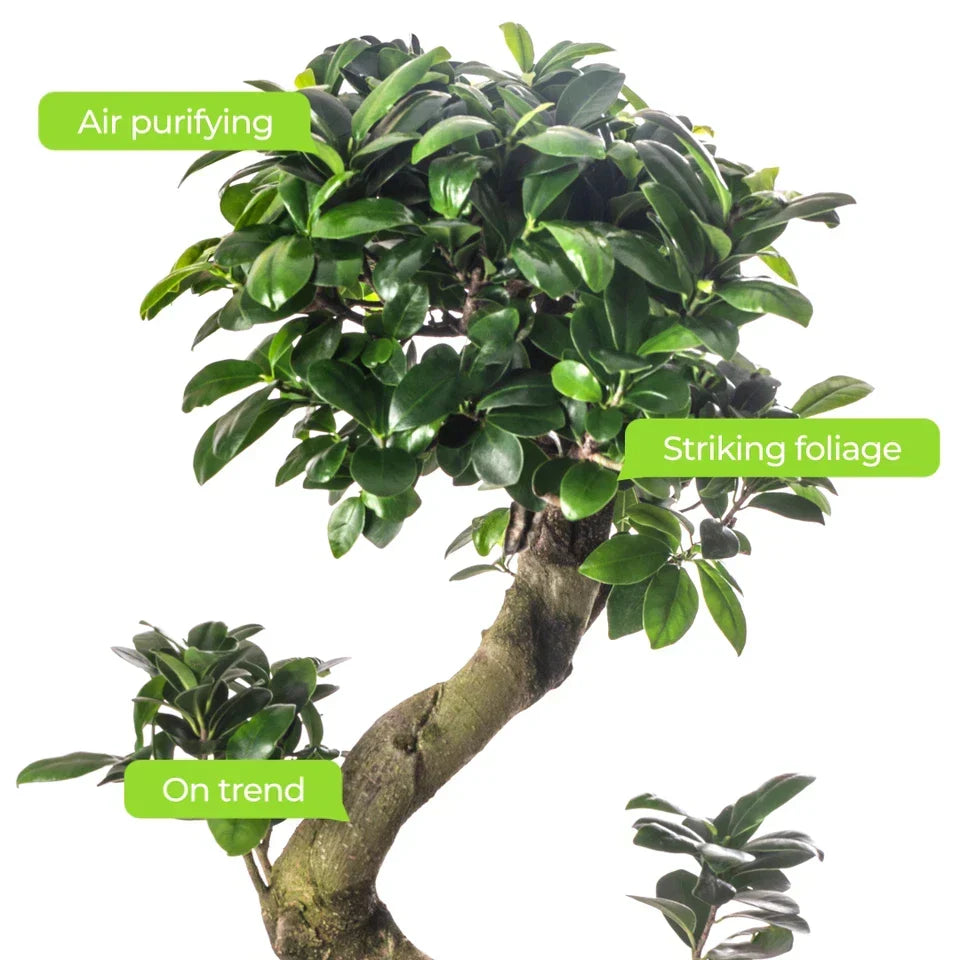 Ficus Ginseng Bonsai Tree Tall Indoor Plants Exotic Large Trees For Your Home — alternate product view 7