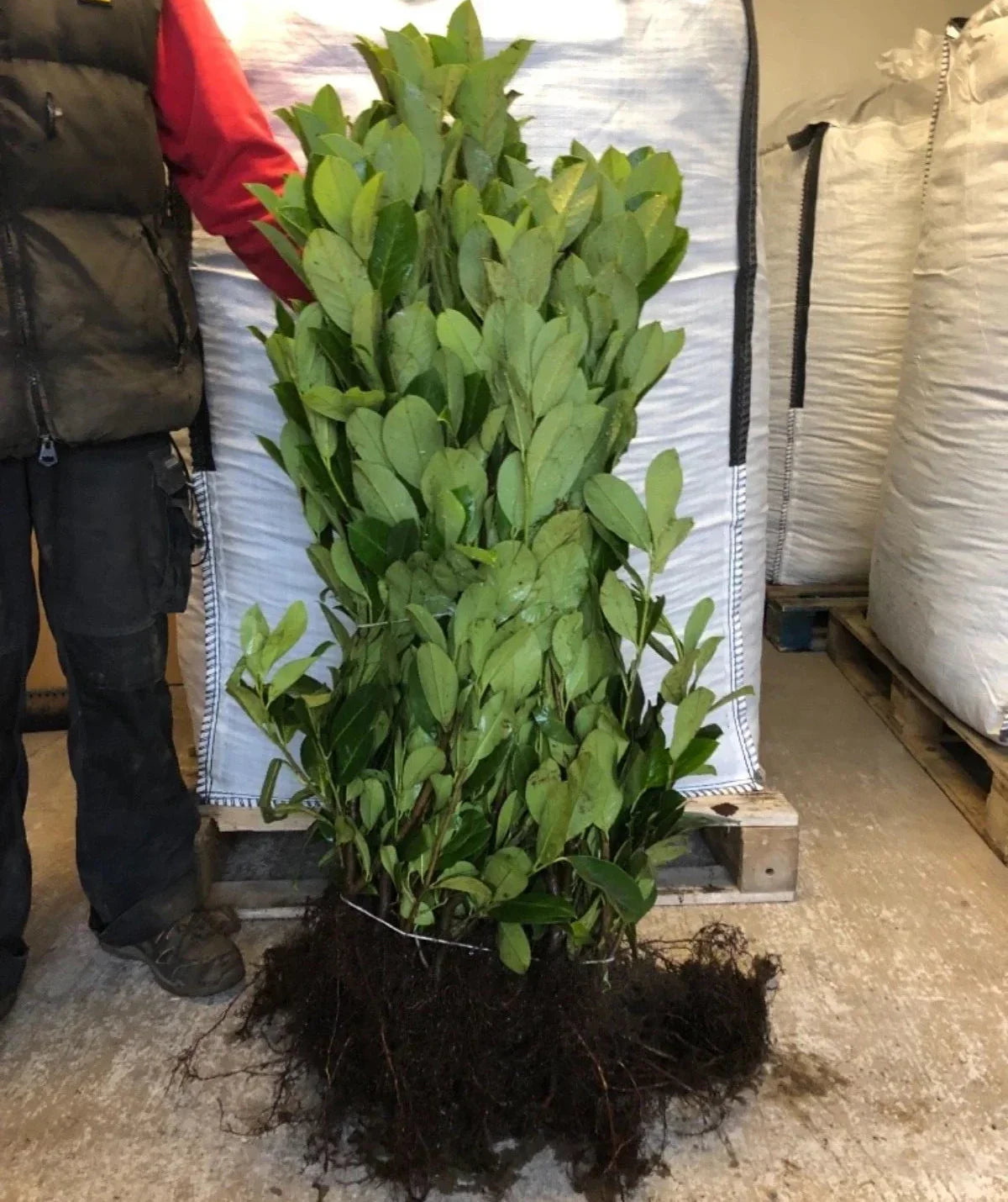 2-3ft Cherry Laurel Hedging Evergreen Plants Bare Root Multi Stem A+ Grade — main product view