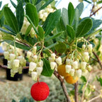 Arbutus unedo Compacta Plant in 9cm Pot - Easy Grow Strawberry Tree Garden Shrub — alternate product view 2