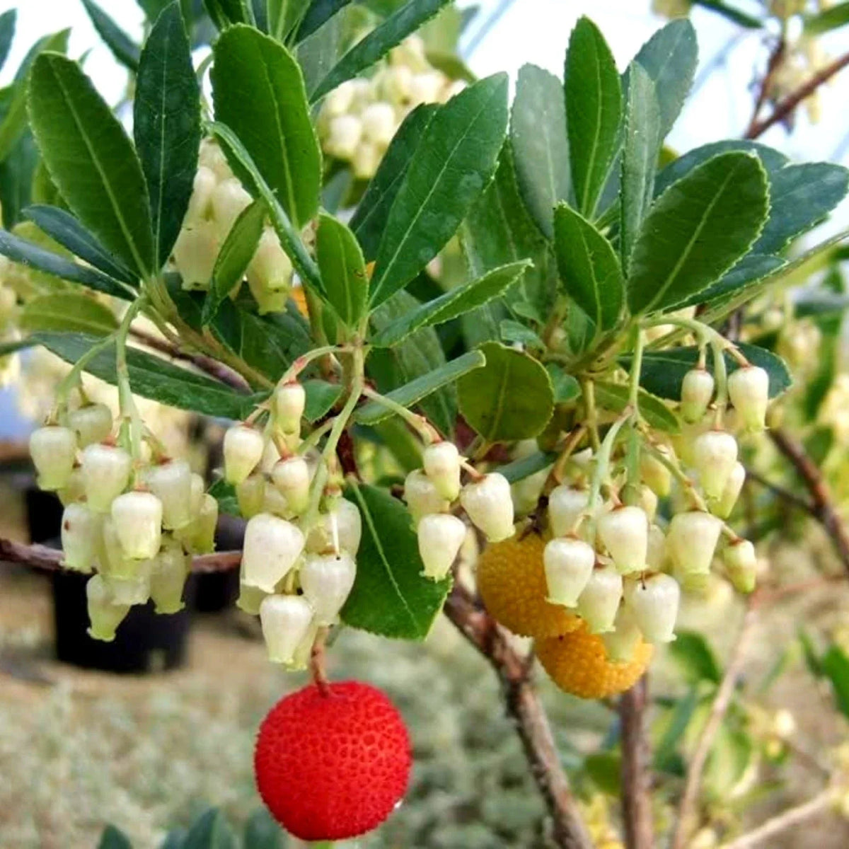 Arbutus unedo Compacta Plant in 9cm Pot - Easy Grow Strawberry Tree Garden Shrub — alternate product view 2
