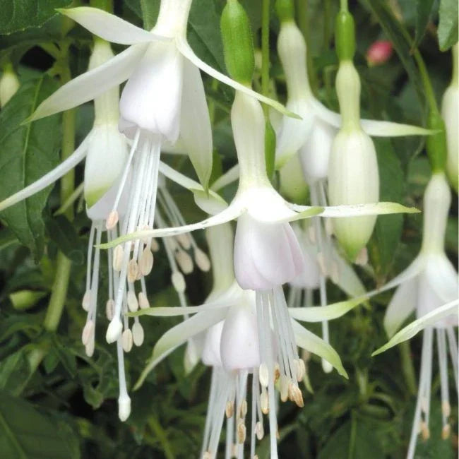 FUCHSIAS x3 Hardy Perennial Variety Pack — Young Plants in 9cm pots — alternate product view 4
