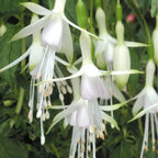 FUCHSIAS x3 Hardy Perennial Variety Pack — Young Plants in 9cm pots — alternate product view 4