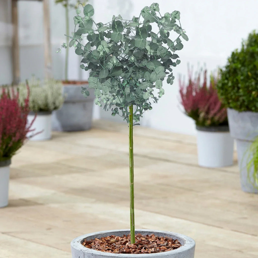 Eucalyptus gunnii Tree, Cider Gum, Potted Ornamental Trees for Small Gardens (70-80cm incl.pot) — main product view