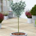 Eucalyptus gunnii Tree, Cider Gum, Potted Ornamental Trees for Small Gardens (70-80cm incl.pot) — main product view