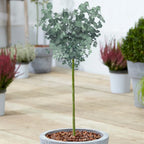 Eucalyptus gunnii Tree, Cider Gum, Potted Ornamental Trees for Small Gardens (70-80cm incl.pot) — main product view