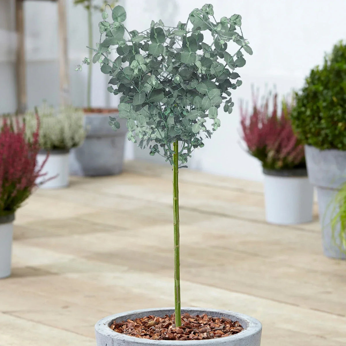 Eucalyptus gunnii Tree, Cider Gum, Potted Ornamental Trees for Small Gardens (70-80cm incl.pot) — main product view