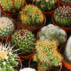 Cactus Mix – 10 Live Indoor Plants for Home or Office — alternate product view 4