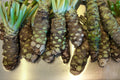 Wasabi Viable Seeds - Japanese Horseradish Plant- UK Stock — alternate product view 2