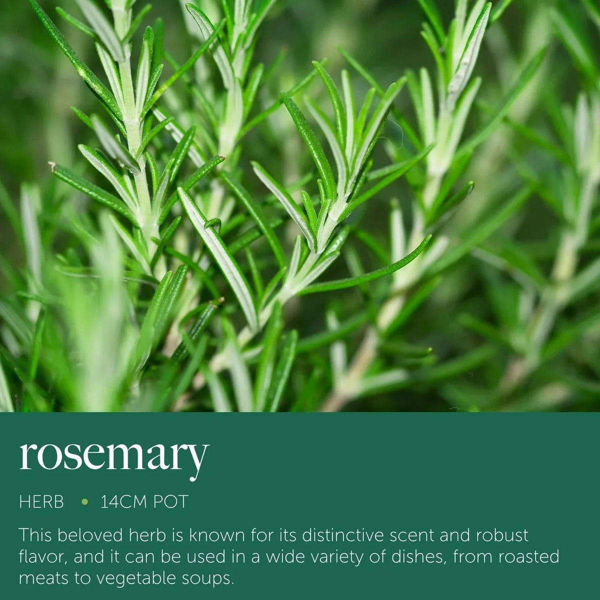 Rosemary Plant in 14cm Pot - Rosmarinus Evergreen Fragrant Perennial Herb Plants — alternate product view 3