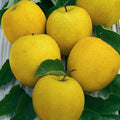 Mini Fruit Tree Patio Garden Plant Apples Pears Cherries Plums 9cm Potted — Golden Delicious Apple — product view
