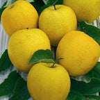 Mini Fruit Tree Patio Garden Plant Apples Pears Cherries Plums 9cm Potted — Golden Delicious Apple — product view