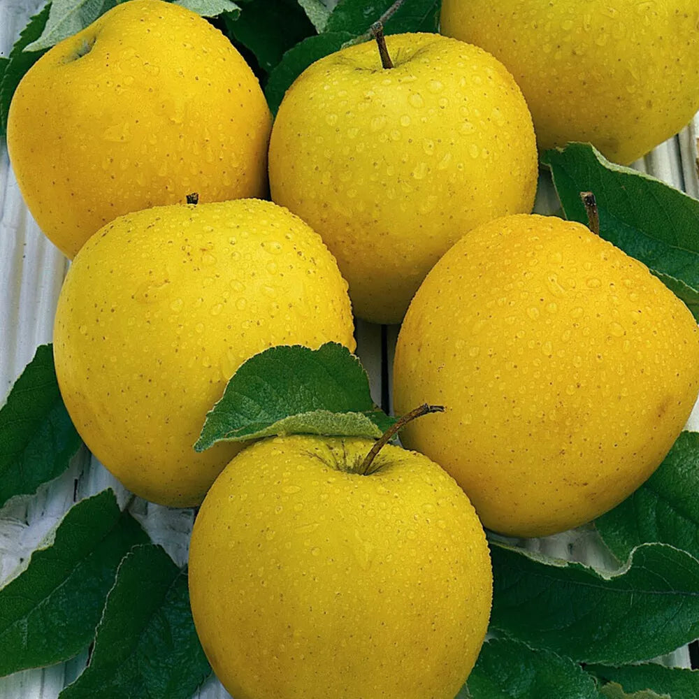 Mini Fruit Tree Patio Garden Plant Apples Pears Cherries Plums 9cm Potted — Golden Delicious Apple — product view
