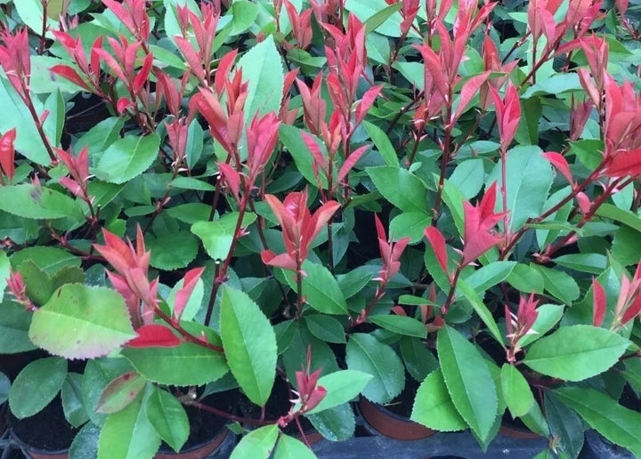 10 Red Robin Hedging Photinia Evergreen Plants Fast Growing 25-40cm Potted — alternate product view 4