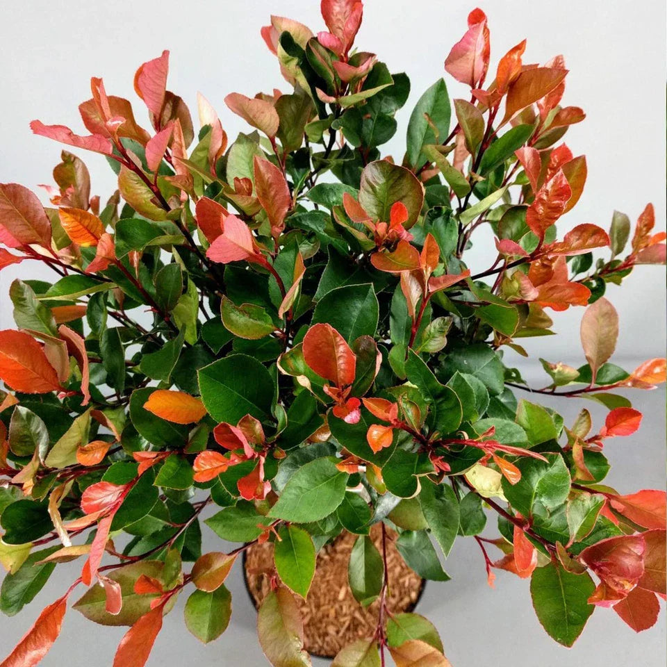 Photinia 'Little Red Robin' Standard Tree 70-80cm — alternate product view 3