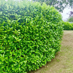 40x Cherry Laurel Hedging Plants 30-50cm Tall Potted — alternate product view 2