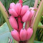 Banana Musa velutina 20 seeds — alternate product view 3