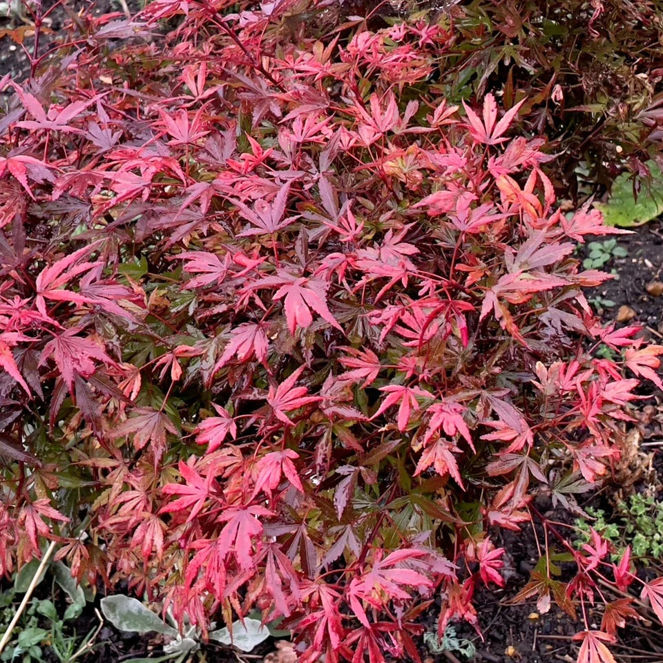 Acer palmatum Shaina - Japanese Maple — Large Outdoor Garden Ready Tree in Pot — alternate product view 2
