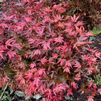 Acer palmatum Shaina - Japanese Maple — Large Outdoor Garden Ready Tree in Pot — alternate product view 2