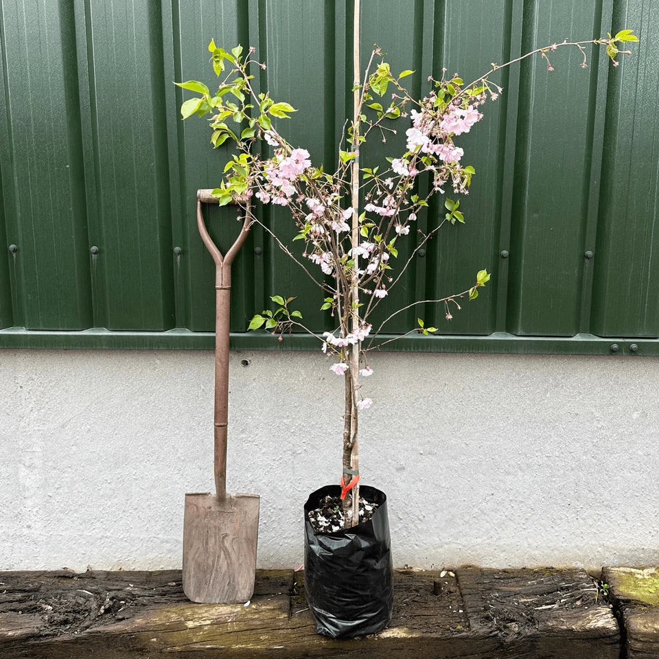 Prunus serrulata Kanzan Japanese Cherry Blossom Tree Ornamental Garden plant (4-5ft,9L Pot) — alternate product view 6