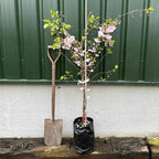 Prunus serrulata Kanzan Japanese Cherry Blossom Tree Ornamental Garden plant (4-5ft,9L Pot) — alternate product view 6