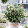Sarcococca hookeriana Winter Gem Sweet Box 3Lt Pot Evergreen Plants — main product view