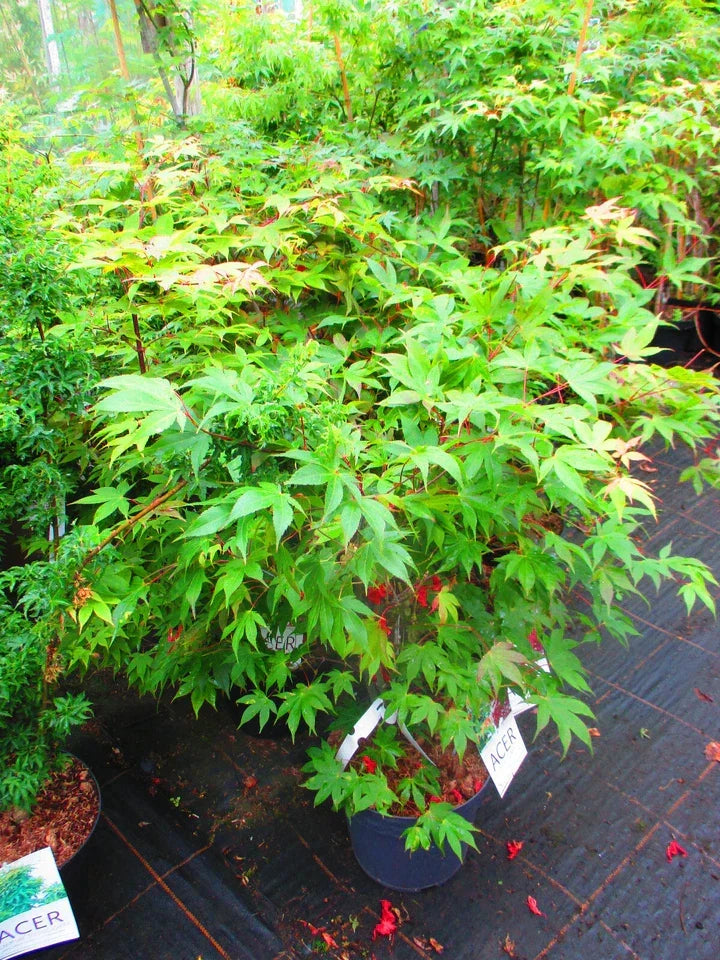 4ft inc. pot Japanese Maple Acer Osakazuki - 10litre — alternate product view 2