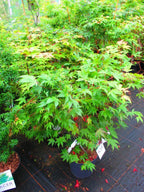 4ft inc. pot Japanese Maple Acer Osakazuki - 10litre — alternate product view 2