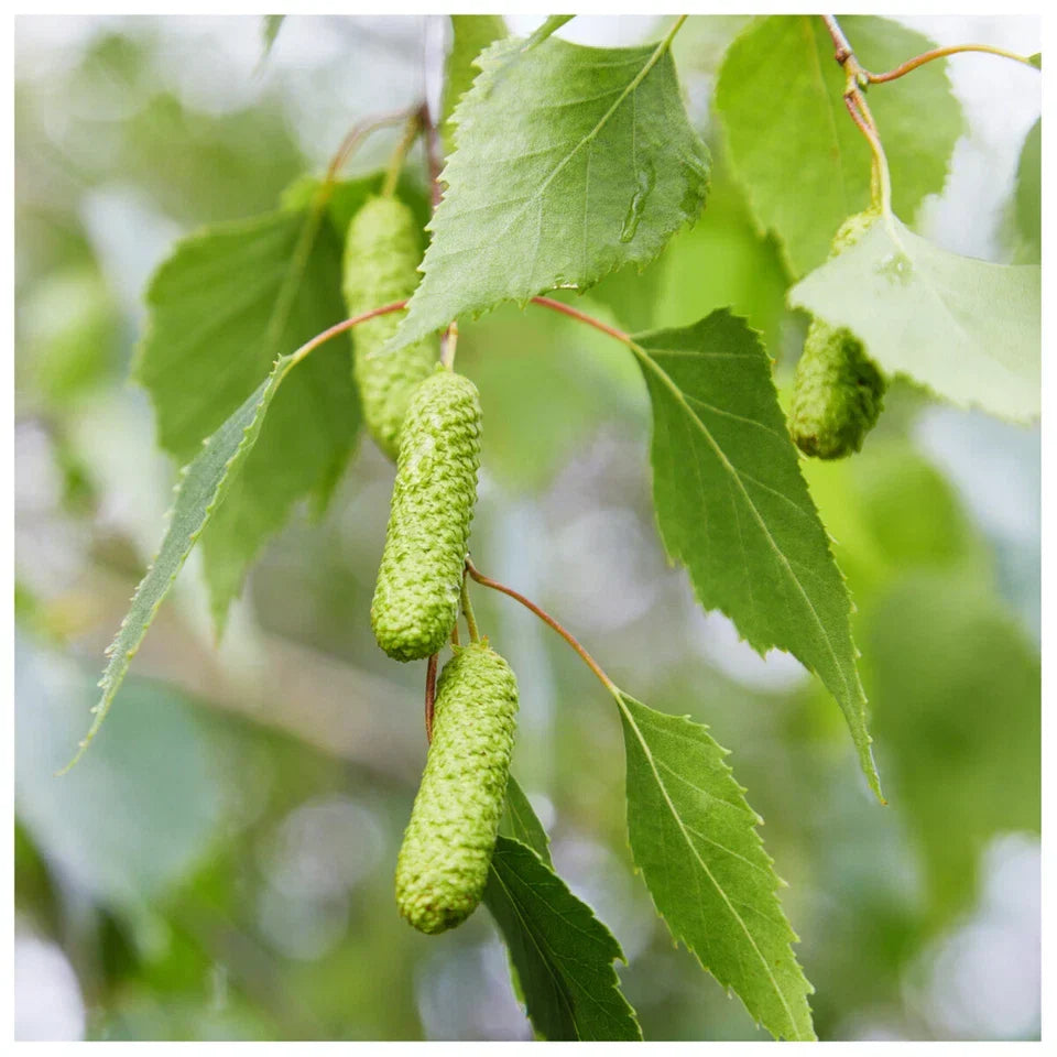 5 Silver Birch Native Trees 3-4ft Hedges Betula Pendula,2 Yr Old & Feathered — alternate product view 4