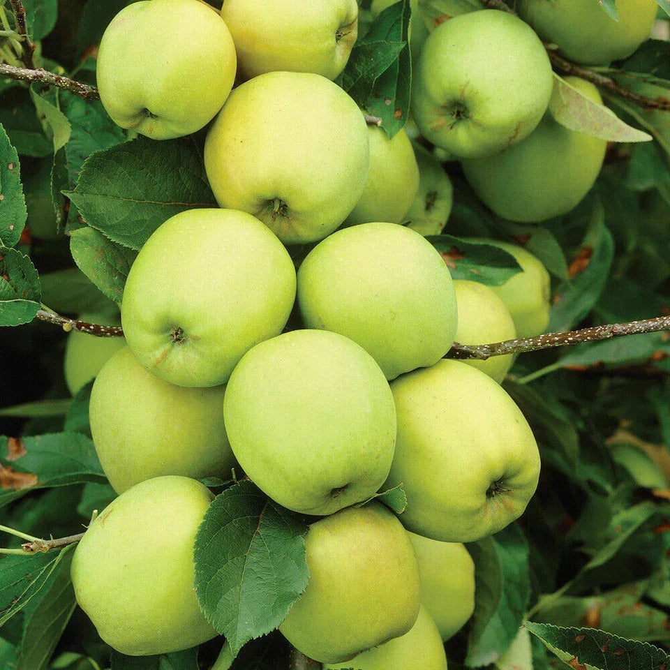Patio Fruit Tree Plants Garden Collection 5 Different Varieties 5 x 9cm Pots — alternate product view 3