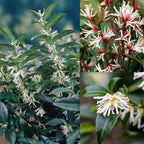 Sarcococca hookeriana Winter Gem Sweet Box 3Lt Pot Evergreen Plants — alternate product view 6