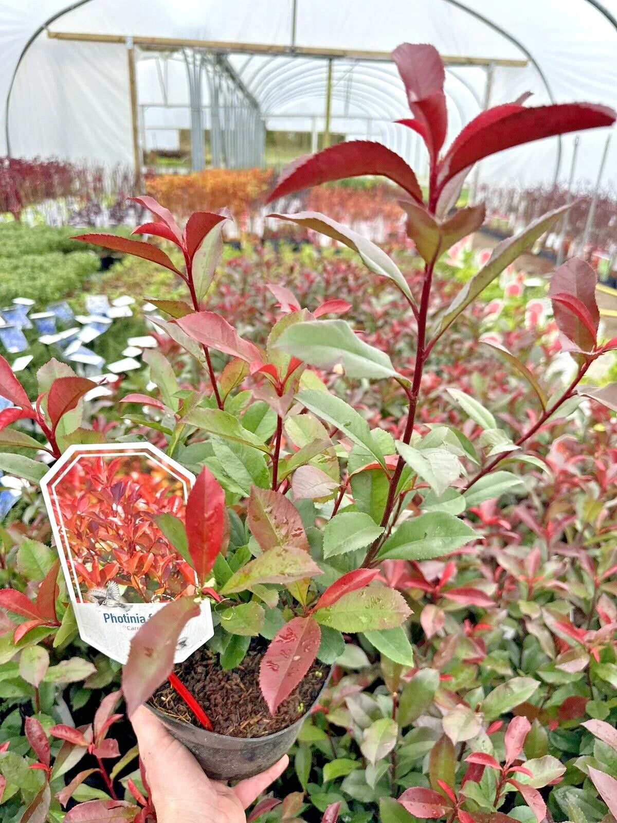 10x Photinia x fraseri Carre Rouge - Hedging - 40-60cm - 3 Litre Pot - Plant — alternate product view 2