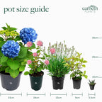 Tree Fern Plant in 17cm Pot - Dicksonia Antarctica — alternate product view 7