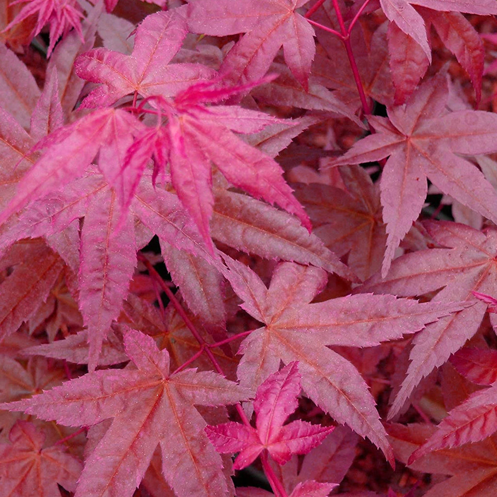 Acer palmatum 'Beni-Maiko' — Japanese Maple Deciduous Garden Plant Tree in Pot — alternate product view 4