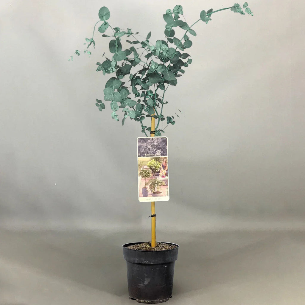 Eucalyptus gunnii Tree, Cider Gum, Potted Ornamental Trees for Small Gardens (70-80cm incl.pot) — alternate product view 4