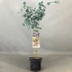 Eucalyptus gunnii Tree, Cider Gum, Potted Ornamental Trees for Small Gardens (70-80cm incl.pot) — alternate product view 4