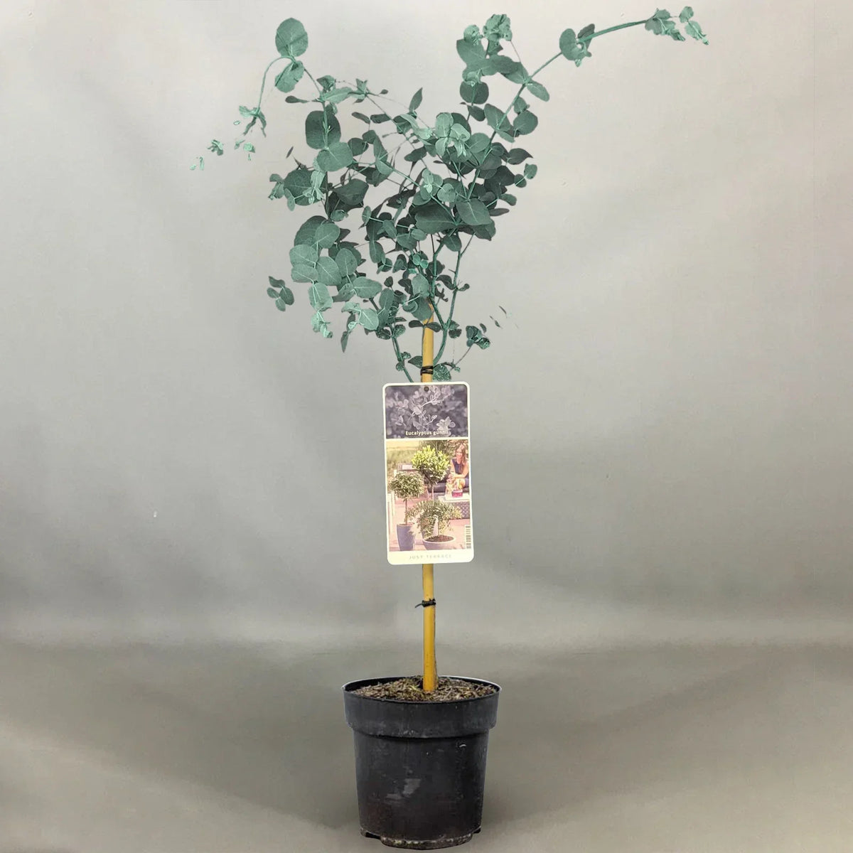 Eucalyptus gunnii Tree, Cider Gum, Potted Ornamental Trees for Small Gardens (70-80cm incl.pot) — alternate product view 4