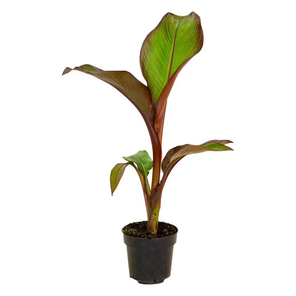 Ensete ventricosum Maurelii - Red Abyssinian Banana - Plant in 10.5 cm Pot — on a clean white background