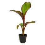 Ensete ventricosum Maurelii - Red Abyssinian Banana - Plant in 10.5 cm Pot — on a clean white background