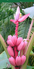 Musa velutina pink hardy banana tree exotic and hardy fruit tree rare 20 seeds — main product view