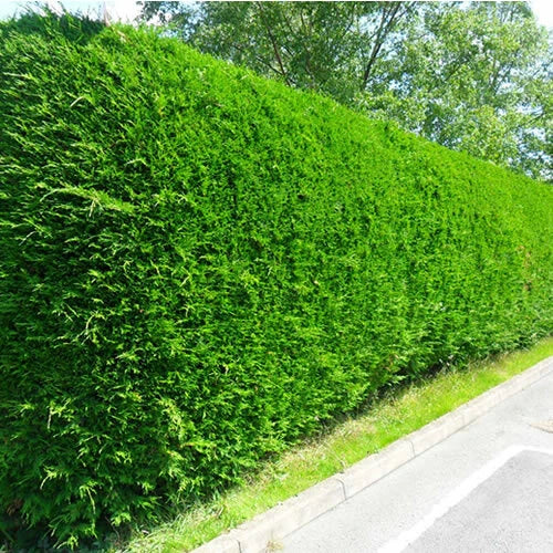 10 Green Leylandii Hedging Evergreen Conifer Plants Fast Growing 40-60cm Potted — main product view
