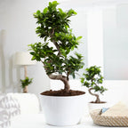 Ficus Ginseng Bonsai Tree Tall Indoor Plants Exotic Large Trees For Your Home — alternate product view 2