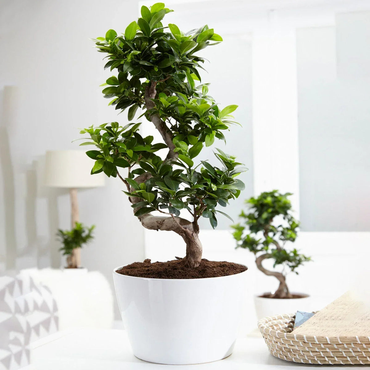 Ficus Ginseng Bonsai Tree Tall Indoor Plants Exotic Large Trees For Your Home — alternate product view 2