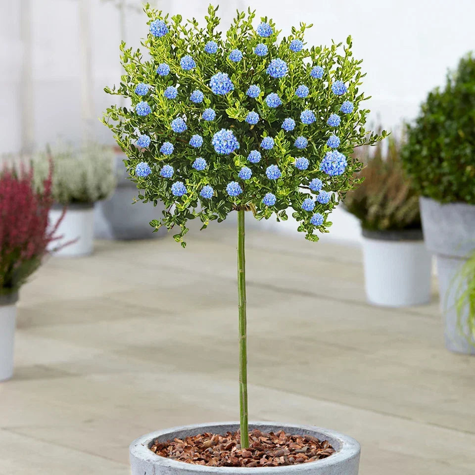 Ceanothus Victoria California Lilac Tree – 70–80 cm — main product view