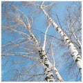 10 Silver Birch Native Trees 3-4ft Hedges Betula Pendula, 2 Yr Old & Feathered — main product view