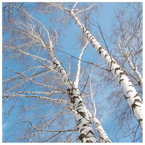 10 Silver Birch Native Trees 3-4ft Hedges Betula Pendula, 2 Yr Old & Feathered — main product view