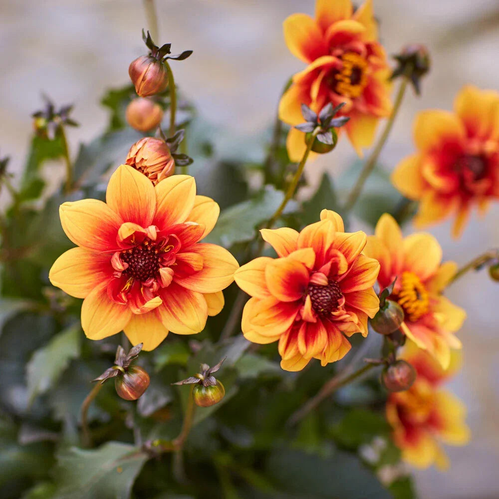 Dahlia 'Dark Bicolour Orange' Plug Plant x 3. Dark foliage, red & orange flowers — main product view