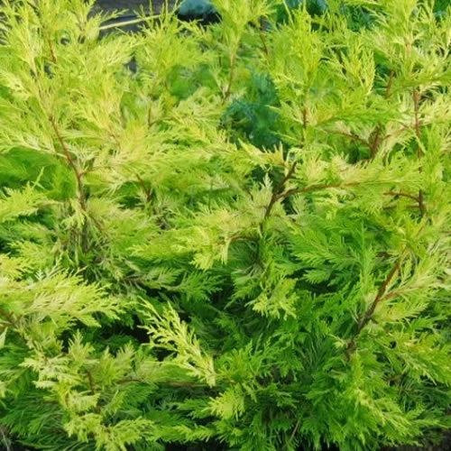 5 X Leylandii Gold Evergreen Conifer Hedging Plant In Pot (1-2FT) — alternate product view 3