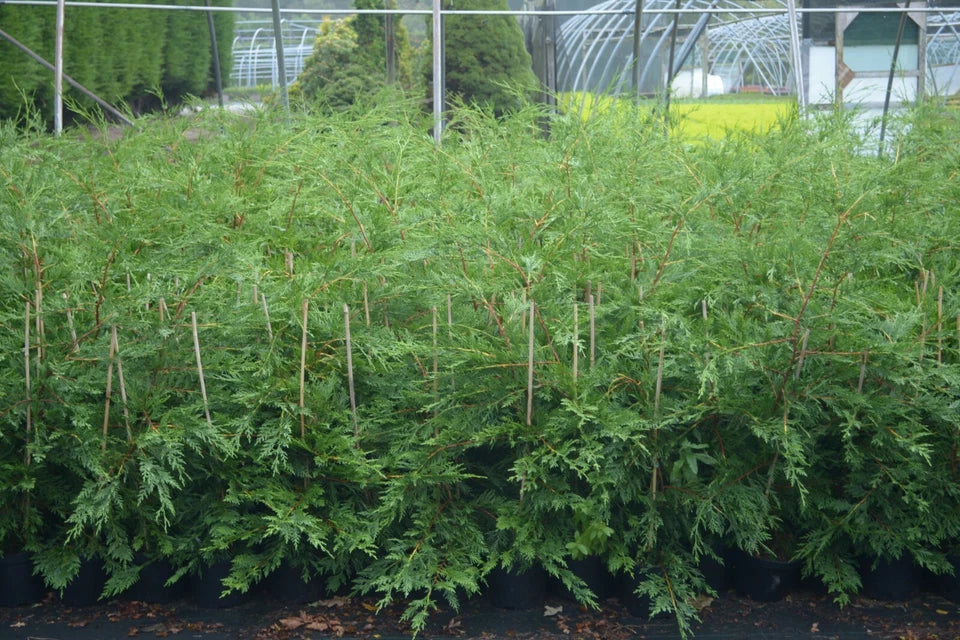 2-3ft Leylandii Green Evergreen Hedging Conifers 2ltr Pots — alternate product view 3